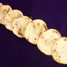 Internal necrosis of tubers, often in fleck or arc patterns is typical of corky ringspot.