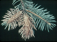 Cooley Spruce Gall Adelgid