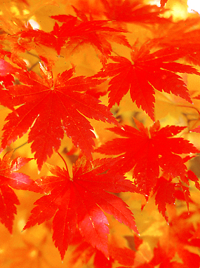 Carotenoids and anthocyanins give leaves their bright fall colors.