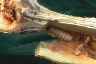 Seed Corn Maggot