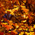 Golden fall maple leaves