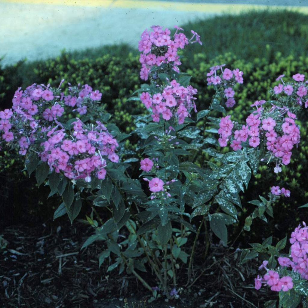 Plant Disease Pointers – June 2021: A Change in the Weather: Modifying ...
