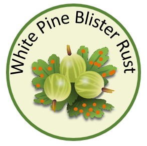 White Pine Blister Rust Medallion