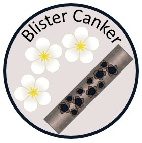 Blister Canker Medallion
